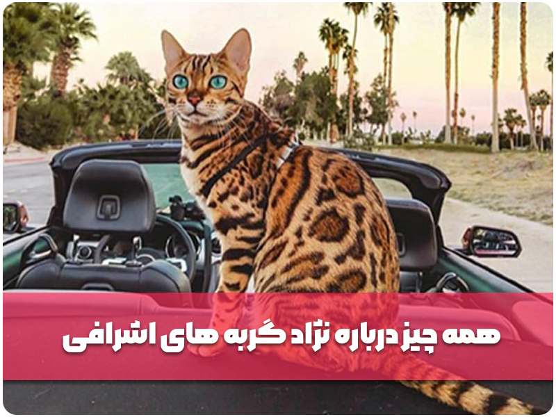 همه چیز درباره نژاد گربه های اشرافی